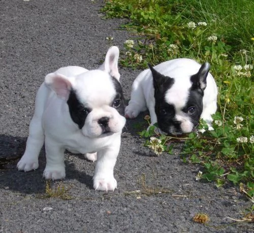 cuccioli di bouledogue francese con importante
