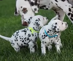 cuccioli di dalmata maschi e femmine di razza pura