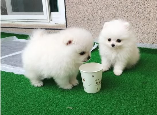  cuccioli di pomerania maschi e femmine | Foto 0