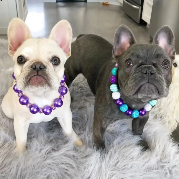cuccioli di bulldog francese 