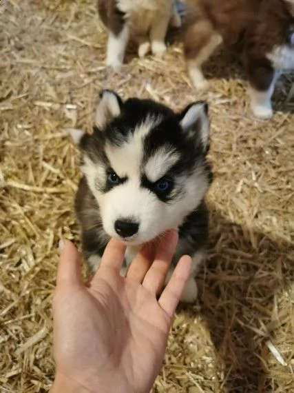 rarissimi siberian husky