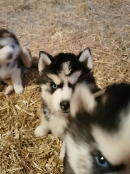 rarissimi siberian husky | Foto 1