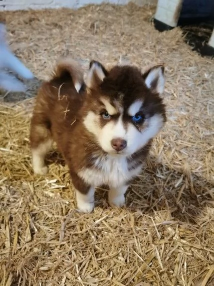 rarissimi siberian husky | Foto 0