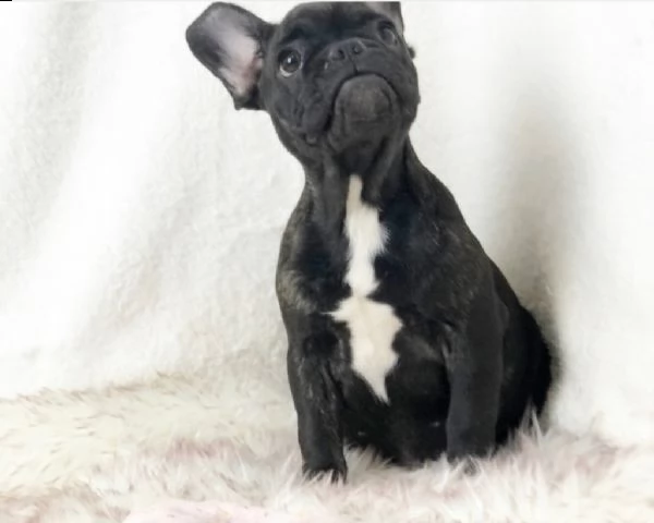 bouledogue francese | Foto 1