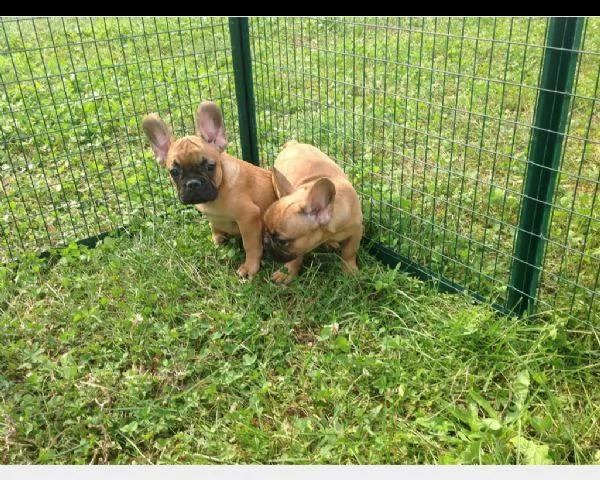 bouledogue francese | Foto 0