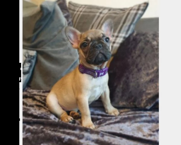 bouledogue francese