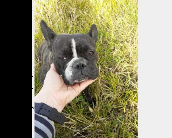 bouledogue francese  | Foto 0
