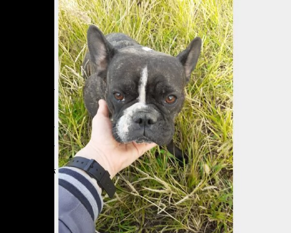 bouledogue francese 