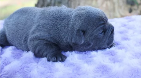 bouledogue francese | Foto 3