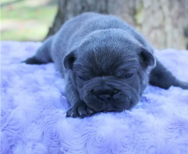 bouledogue francese | Foto 2