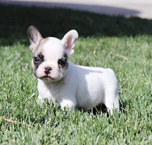 bouledogue francese | Foto 1