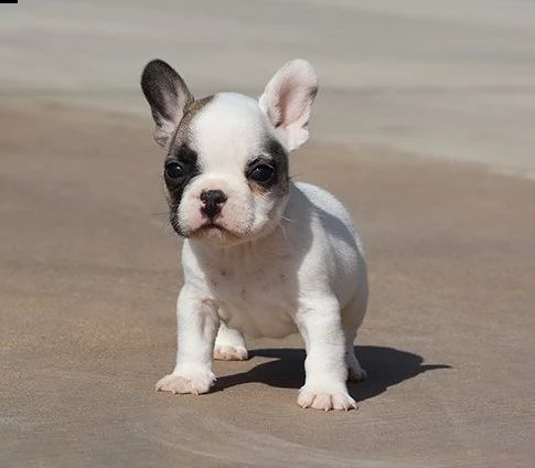 bouledogue francese | Foto 0