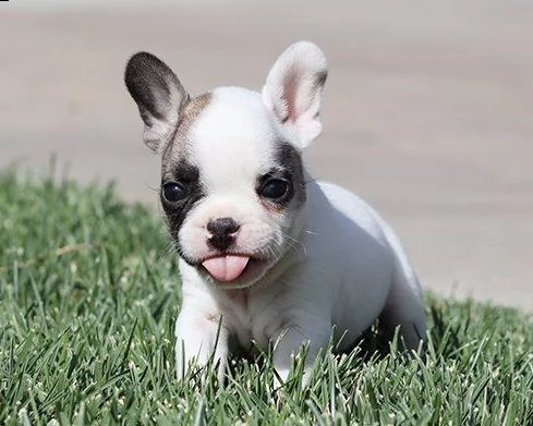 bouledogue francese