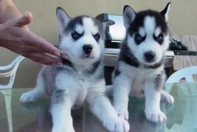 cuccioli di siberian husky