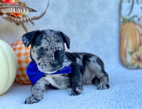 bulldog francese  | Foto 3