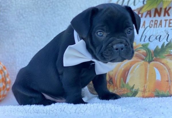 bulldog francese  | Foto 2