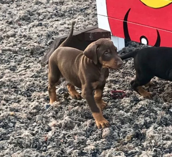 regalo adorabili cuccioli dobermann femminucce e maschietti