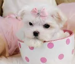 bellissimi cuccioli di maltese maschio e femmina 