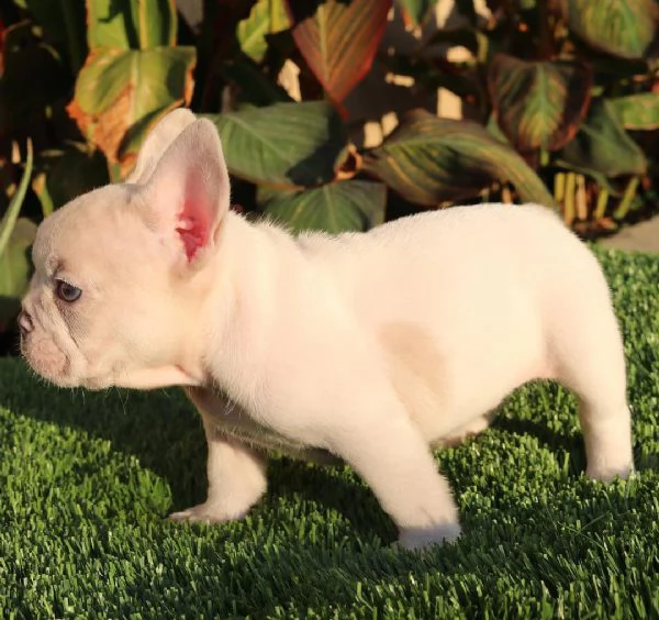  french bulldogs online now