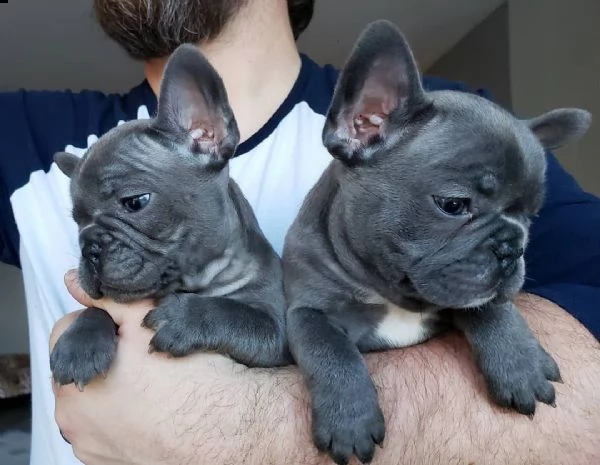  french bulldogs online now | Foto 3