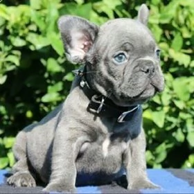  french bulldogs online now | Foto 2