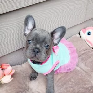  french bulldogs online now | Foto 1