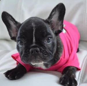  french bulldogs online now | Foto 0