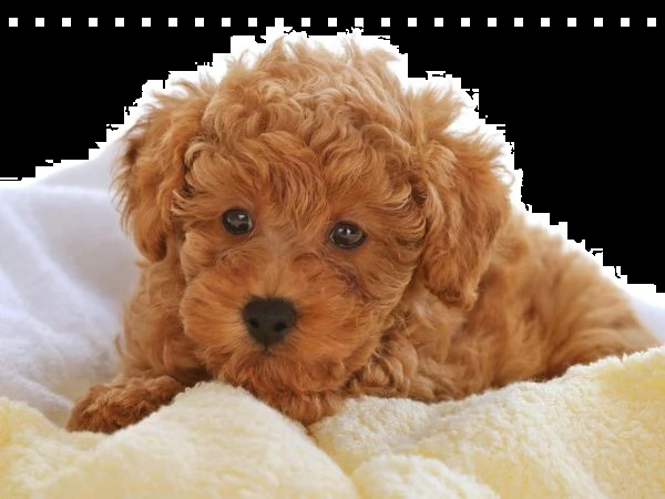 cucciolo di barboncino di razza disponibile per il regalo | Foto 0