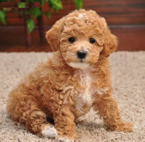 adorabili cuccioli di barboncino per regalo | Foto 0