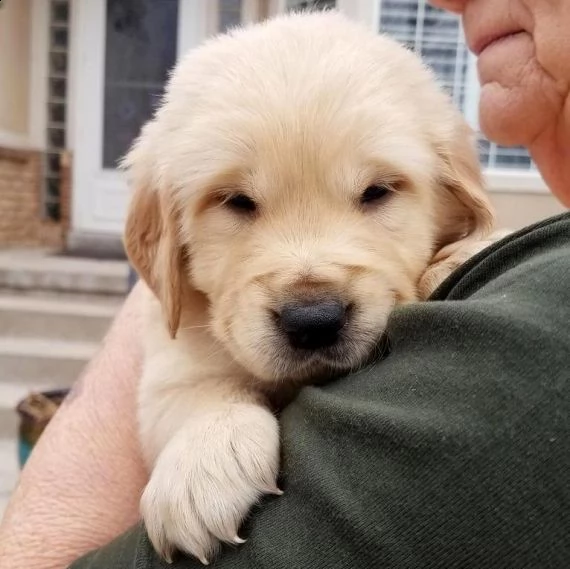 splendidi cuccioli di golden retriever per regalo | Foto 0
