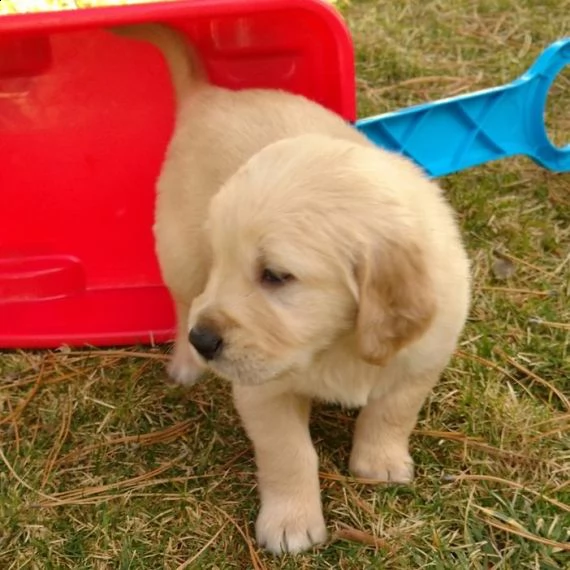 bellissimo cucciolo di golden retriever per regalo | Foto 0