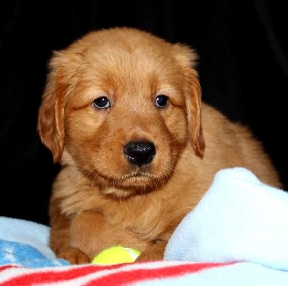  cucciolo di golden retriever di razza per regalo | Foto 0