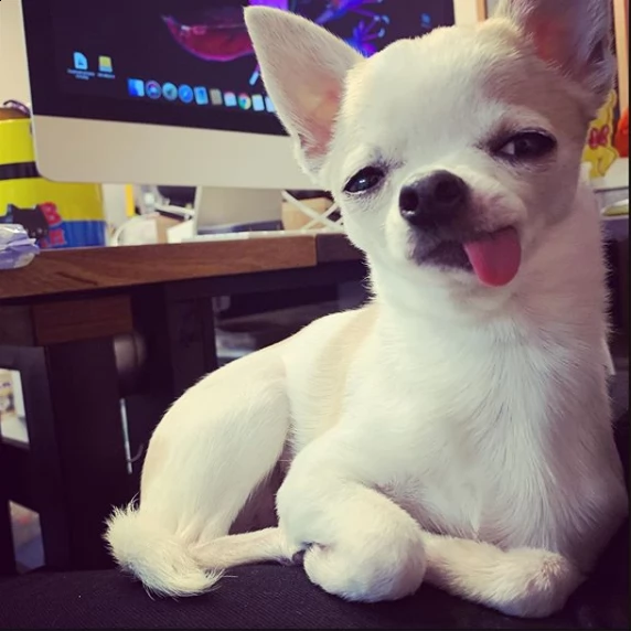 cuccioli chihuahua maschi e femmine disponibili per l'adozione | Foto 0