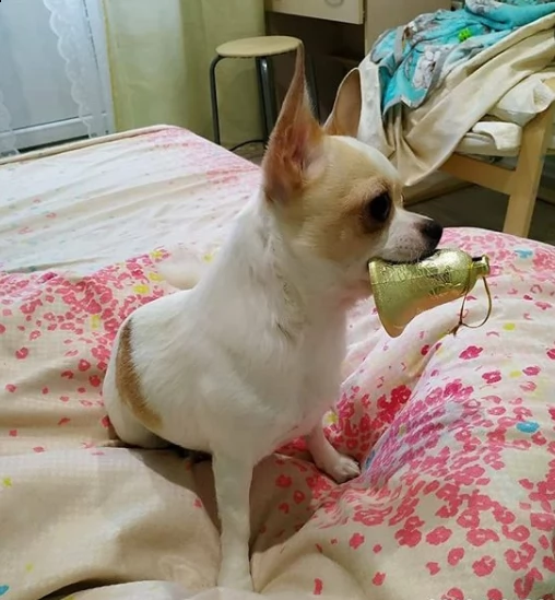 splendidi cuccioli di chihuahua per regalo
