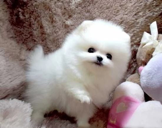 cuccioli pomeranian maschi e femmine disponibili per l'adozione