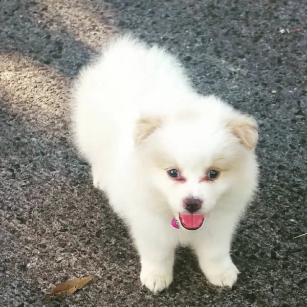 pomeranian