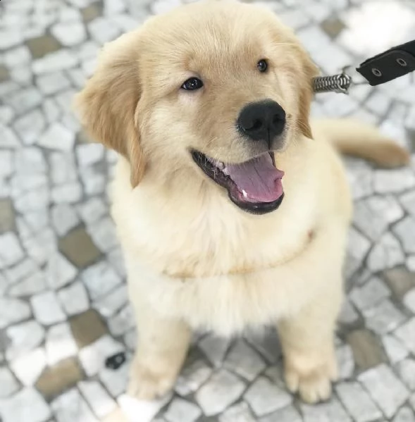 golden retriever