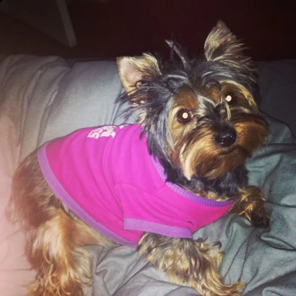 yorkie babies 