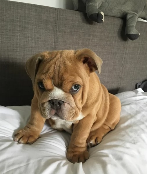 english bulldog puppy available 