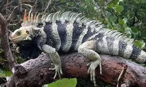 iguana dipinto olio su tela