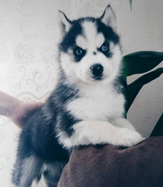 siberian husky puppies for gift 