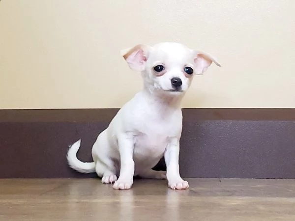  vendita cucciolo chihuahua