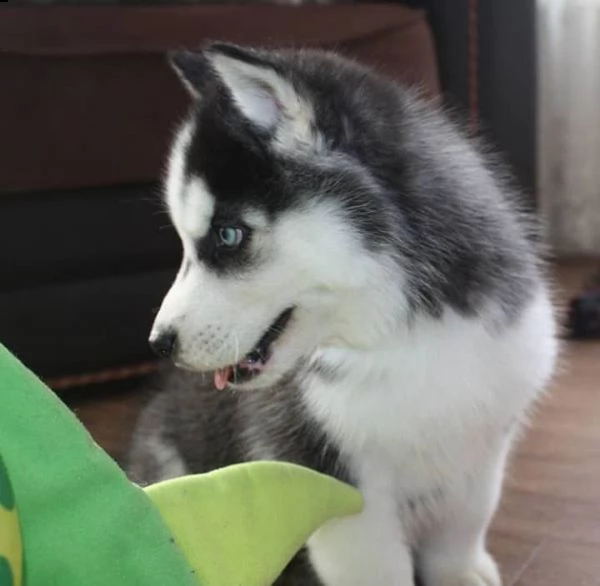 siberian husky puppies as gift 