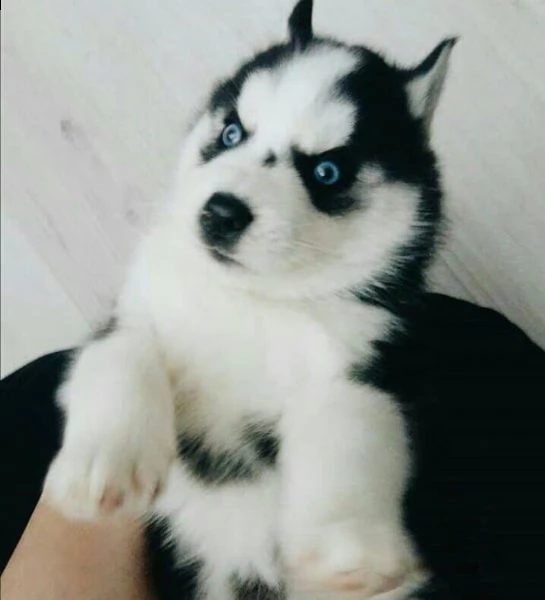 male and female husky available | Foto 2