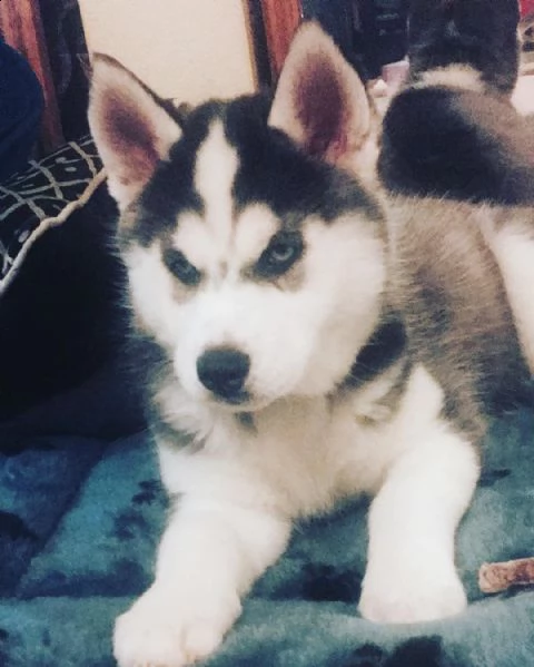 male and female husky available | Foto 1