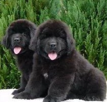 vendita cuccioli di terranova 