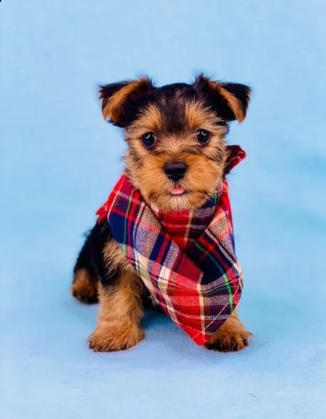 teacup puppies available for adoption