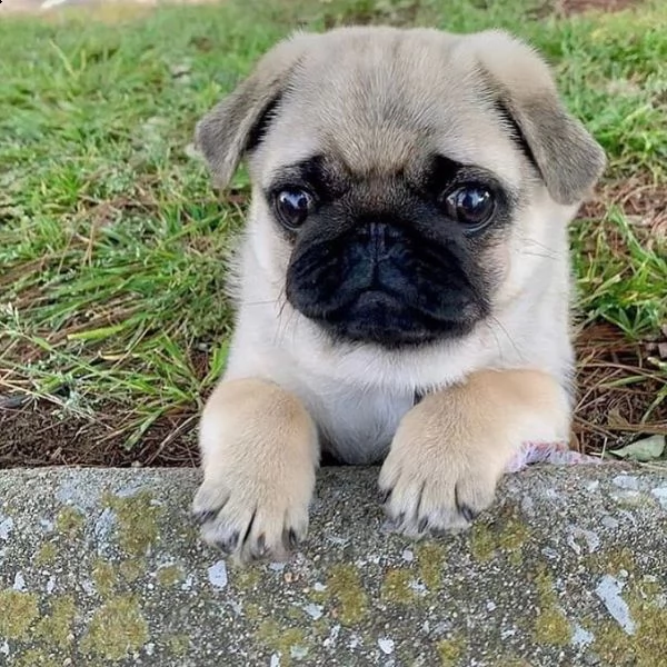 regalo carlino | Foto 0