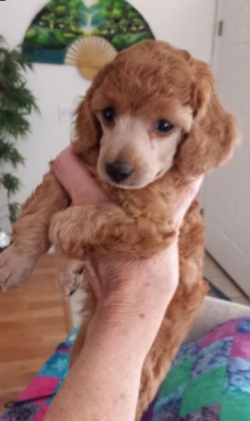 regalo abbiamo cuccioli di barboncino in miniatura | Foto 0