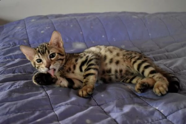 disponibili gatti bengala | Foto 1
